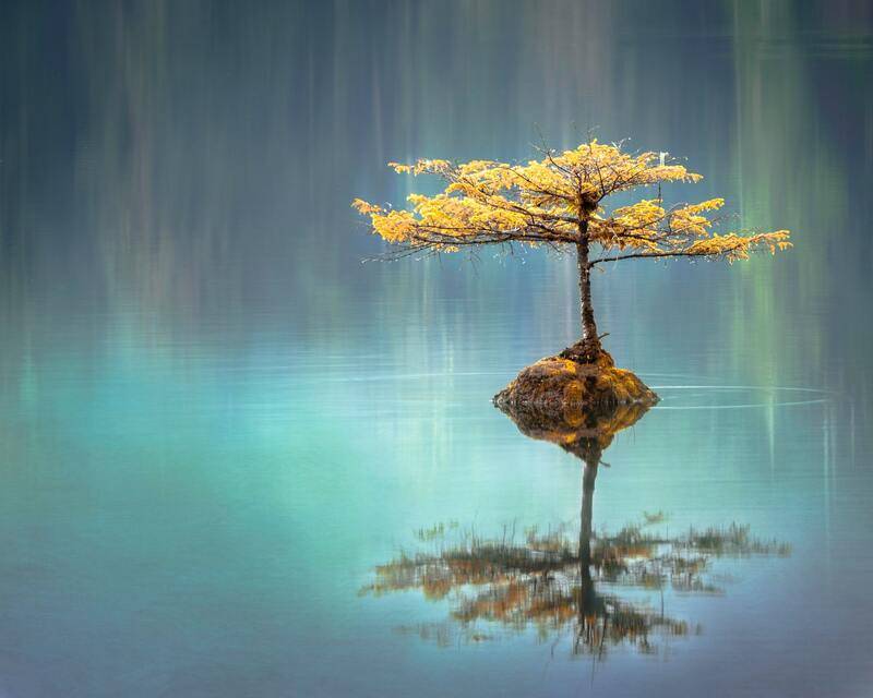 žltý strom života vo vode